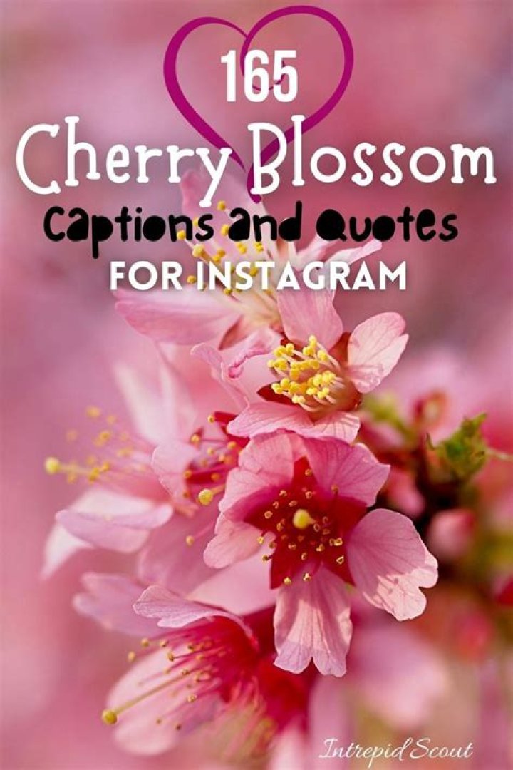 165 Beautiful CHERRY BLOSSOM QUOTES and CAPTIONS for Instagram