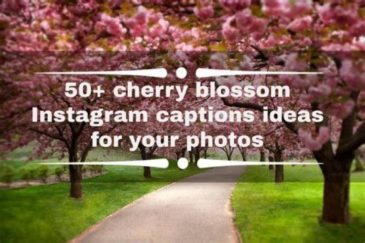 50+ cherry blossom Instagram captions ideas for your photos Tuko.co.ke