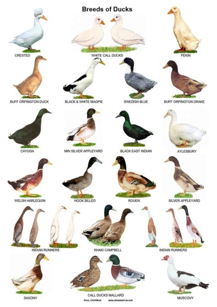 A4 Posters. Breeds of Ducks Etsy Binatang ternak, Binatang lucu
