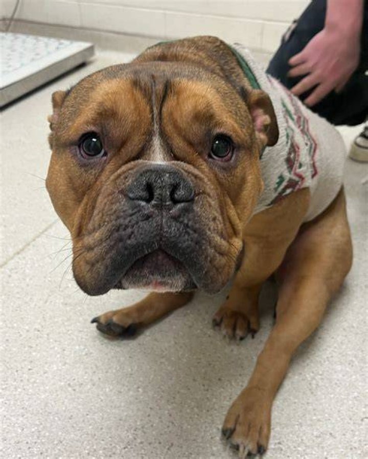 Adoption Humane Society of Utah