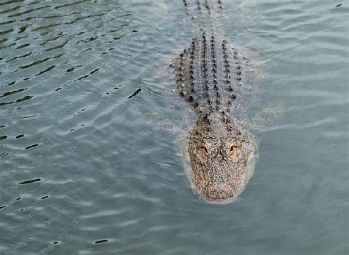 Are there alligators in Belton Lake?