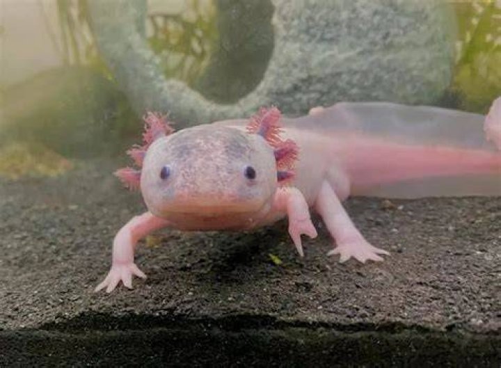 Axolotl Haltung im Aquarium Alle Infos und Details