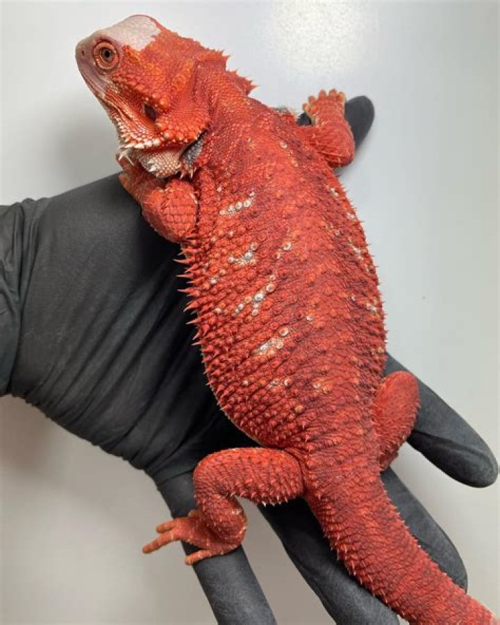 Bearded Dragons And Mites How To Identify Treat And Prevent