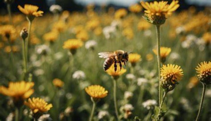 Bee's Instagram, Twitter & Facebook on IDCrawl