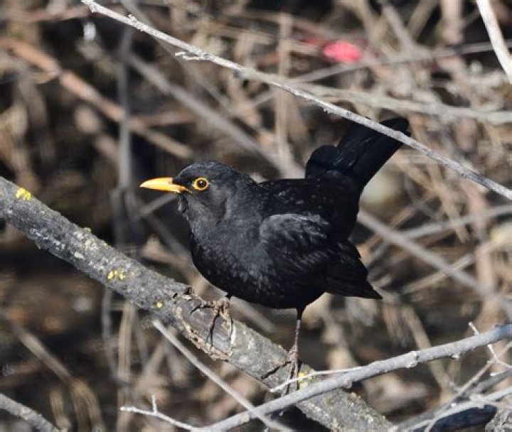 Blackbird BirdForum