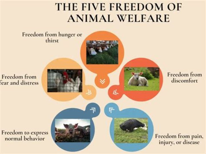 Celebrity Involvement In Animal Welfare Issues, Carmelo-maika