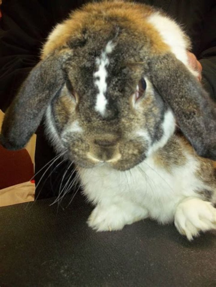 Cheyletiellosis Night of the Walking Dandruff Practical PetVet®