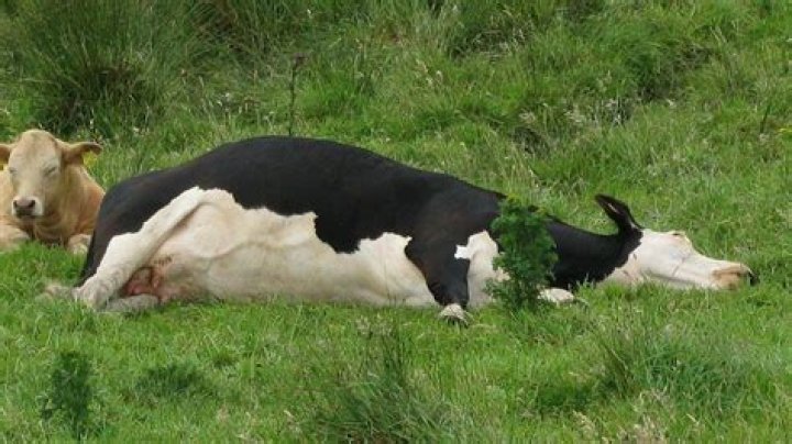 Cow Tipping Video, Is Cow Tipping Real? What Is Cow Tipping Meaning? Cow Tipping Myth Videos ·