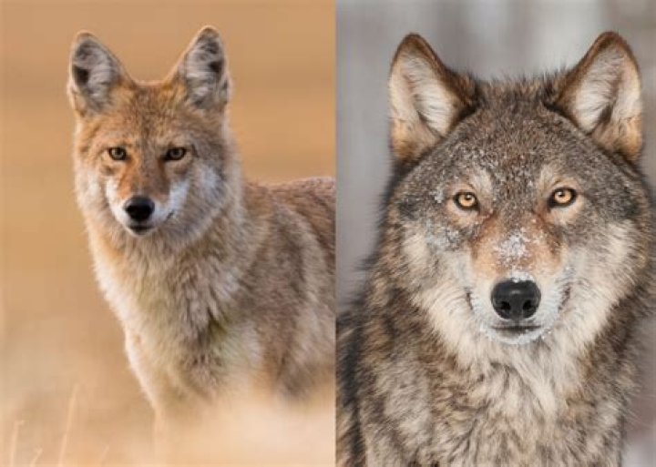 Coyote Image Taylor Copeland