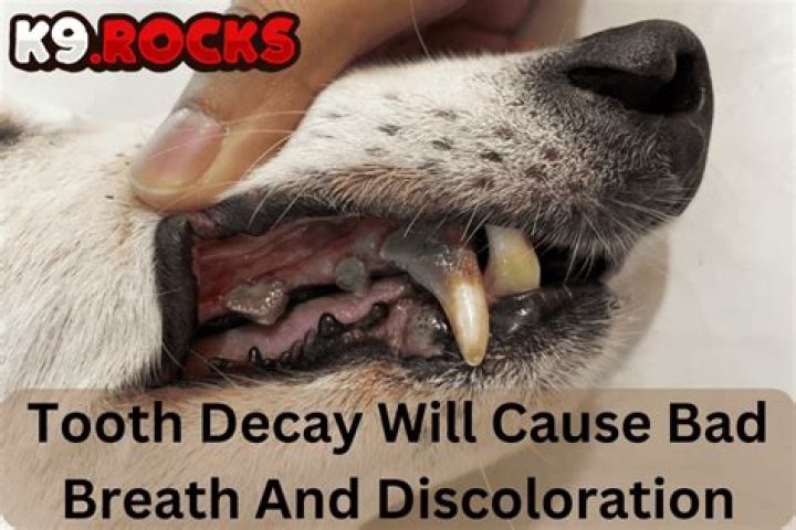 Dental Problems, Raccoon-cooper