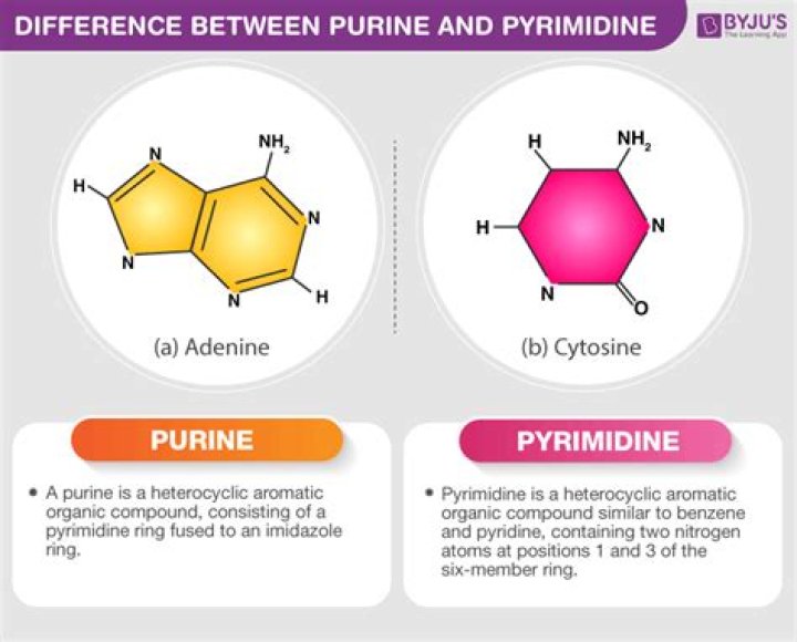 Difference Between Purines and Pyrimidines DNA and RNA Building Blocks
