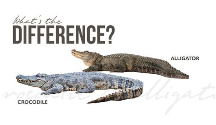 Differences, Raccoon-cooper