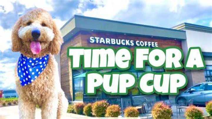 Discover If McDonald's Offers Pup Cups