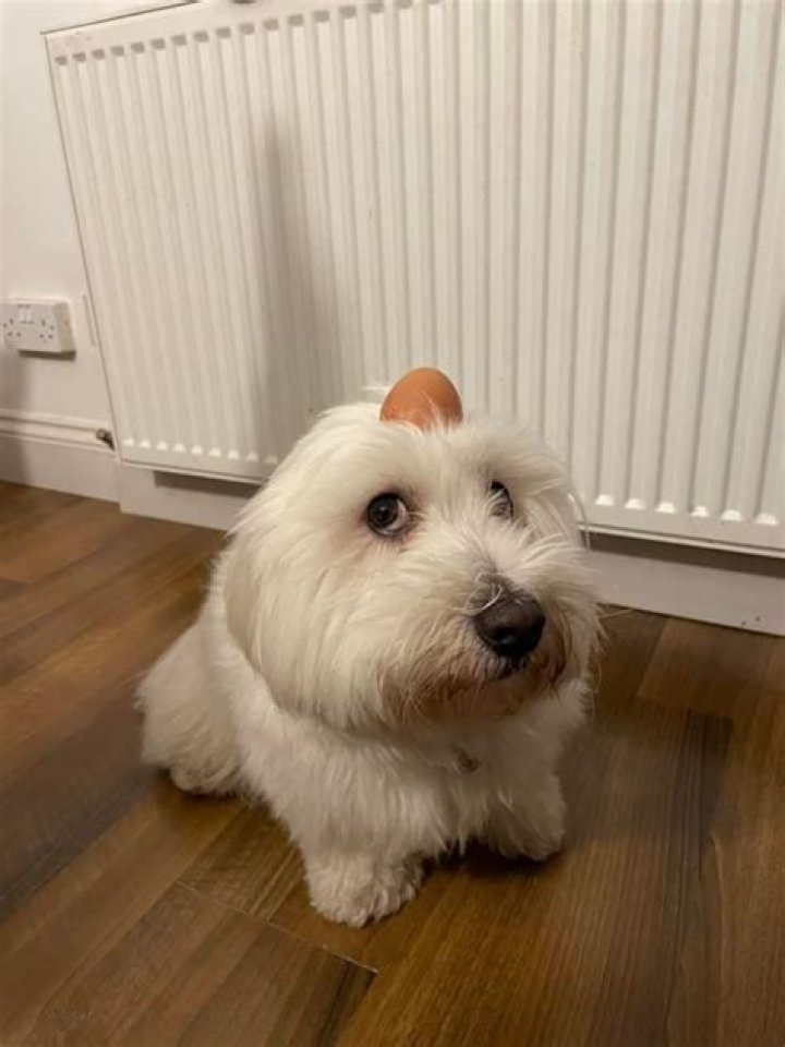 Dog With Egg On Head