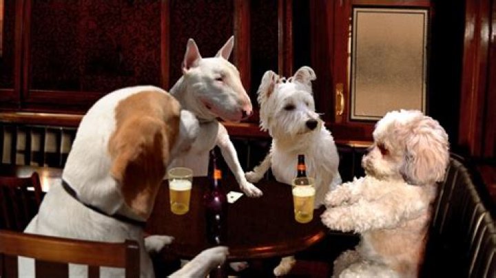 Dogface All 4