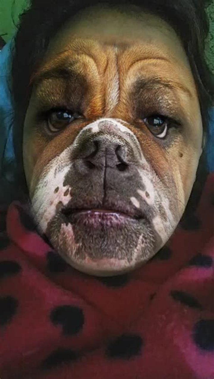 Dogface Tiktok Net Worth Before Arrest What Did He Do?