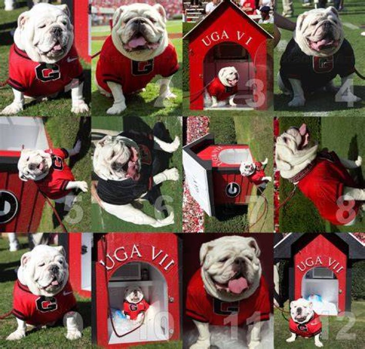 Eight reasons why Uga is the best mascot UGA Alumni