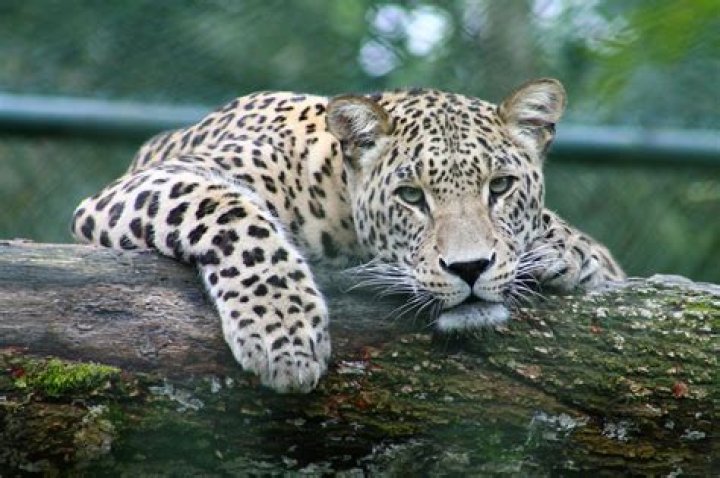 Ethics Of Keeping Wild Animals As Pets, Carmelo-maika