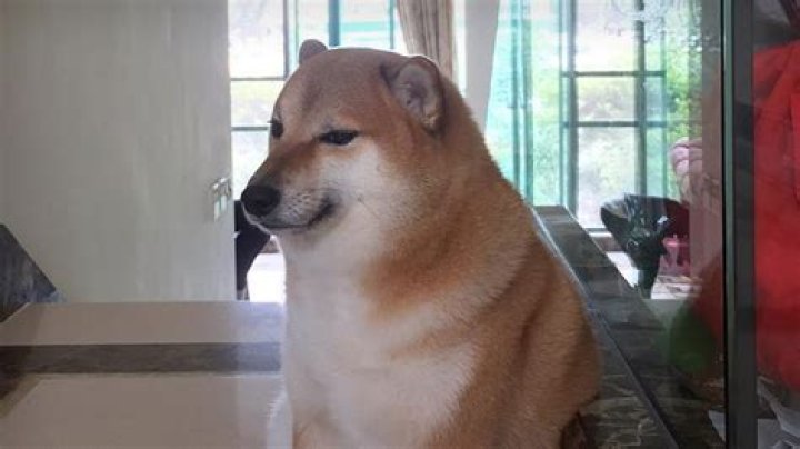 Famous Meme Dog Cheems Dead at 12 After Cancer Battle |