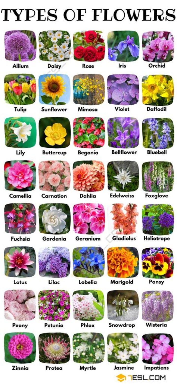 Fresh Florist Flowers Names Beautiful Flower Arrangements and Flower