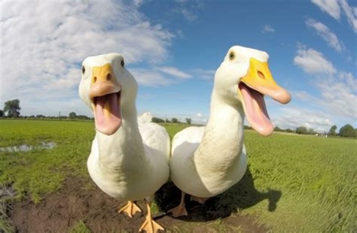 Funny Ducks