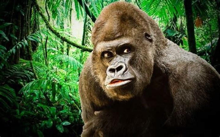 Gorilla Spirit Animal