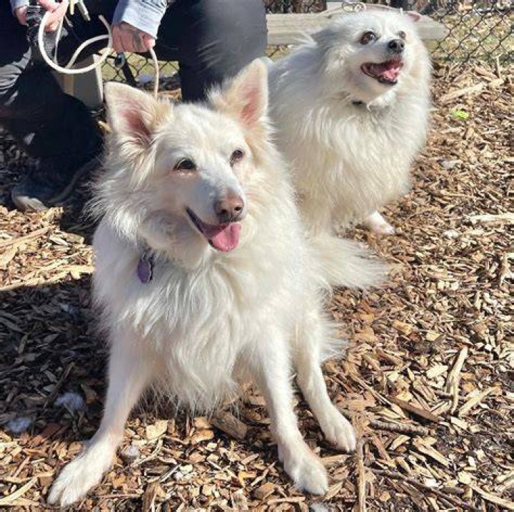 Home SPCA Westchester, New York