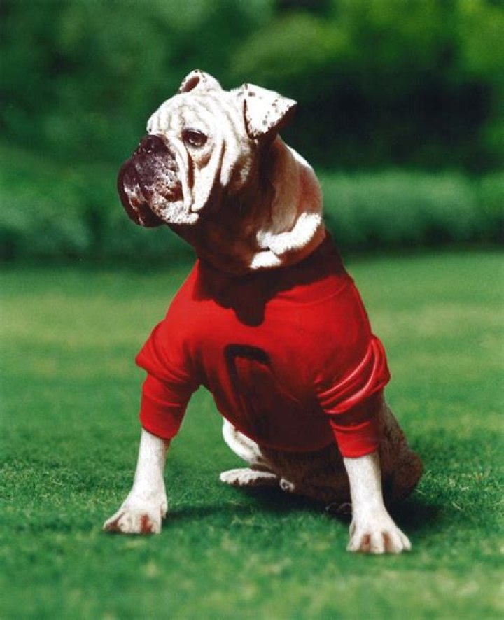How Many Uga Bulldogs Have There Been