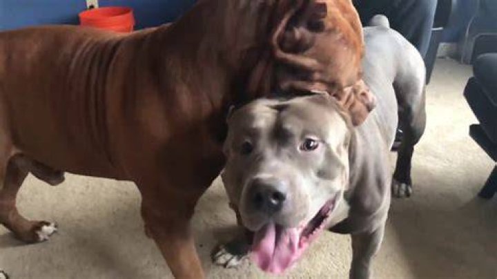 HULK Giant family Pitbull showing his son who&rsquo;s the BOSS YouTube