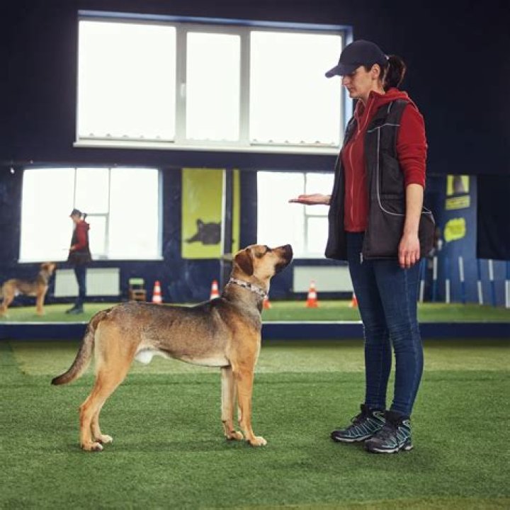 Image of American-Mexican dog trainer, Cesar Millan