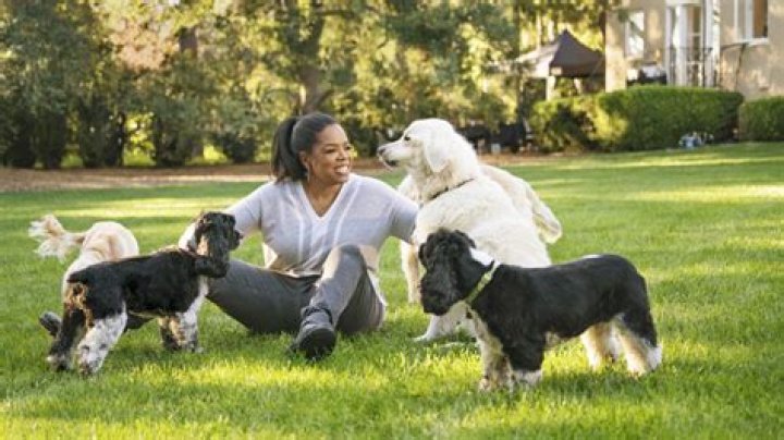 Instagram Photos of Oprah and Her Dogs
