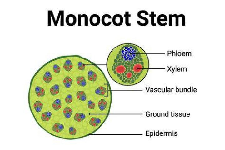 Is Water Lily a Monocot?