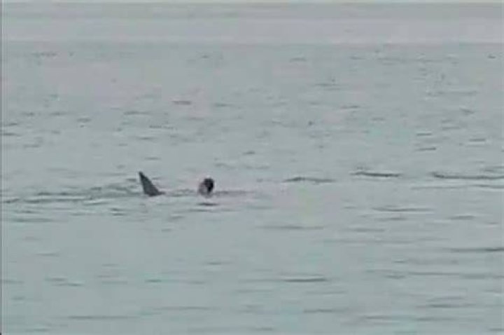 Killer shark circles man and eats him alive before it's beaten to death
