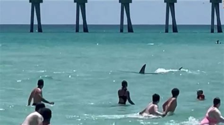 Latest shark attacks Cocoa Beach shark attack, slew of encounters
