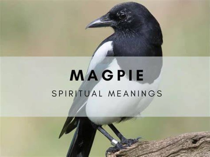 magpie spirit animal
