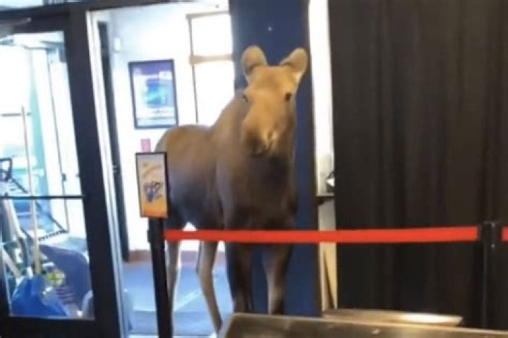 Movie Theater Moose