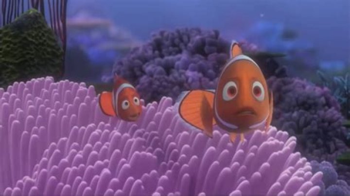 nemo mom death what fish killed nemo&rsquo;s mom Dewsp