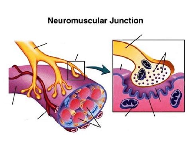 Neuromuscular Junction Quiz ·