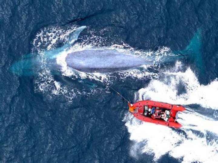 Orcas observed devouring the tongue of a blue whale just before it dies in first documented hunt of