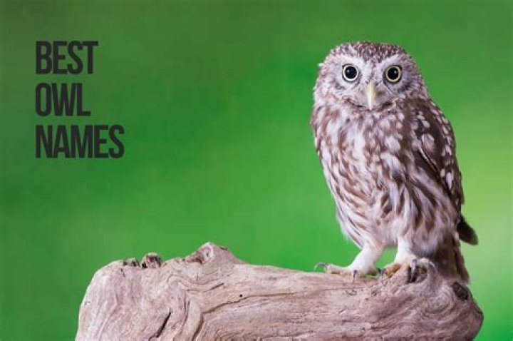 Owl Names +243 TOP Ideas Incl. Harry Potter Owl