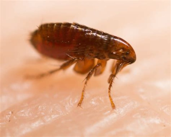 Pictures of Fleas Photo Gallery of Flea Images Waltham Pest Services