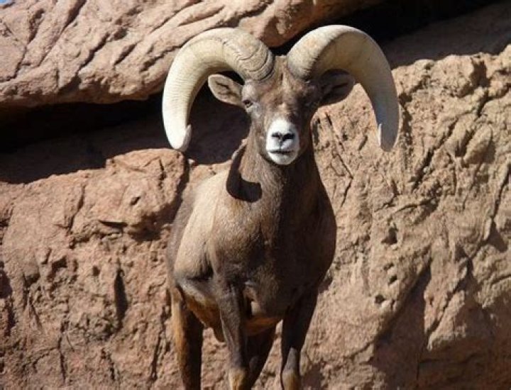 Ram Spirit Animal Totem Meaning: Showing Your Strengths