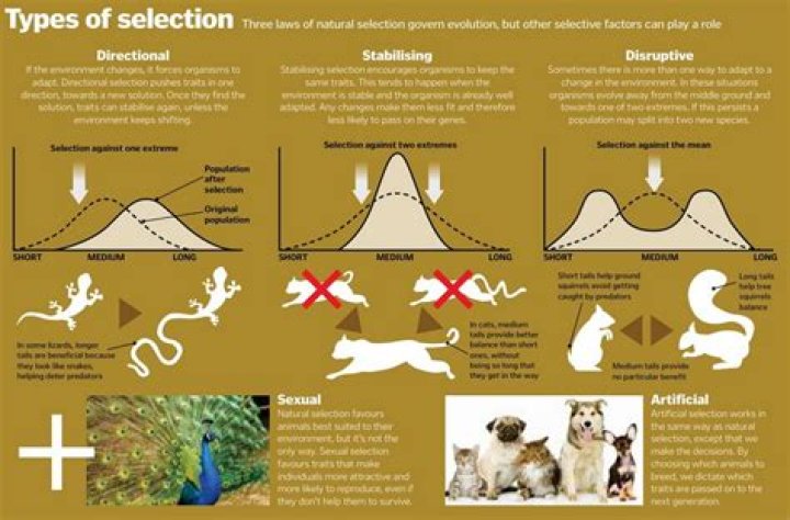 Selection, Raccoon-cooper