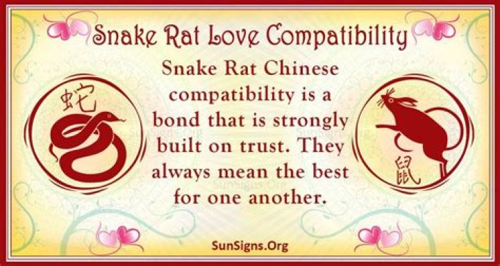 Snake And Rat Compatibility: An Admirable Connection