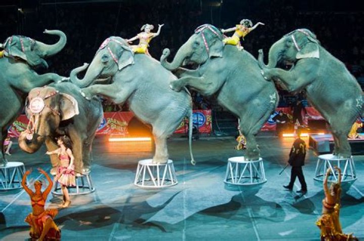 Solongo Levin Ringling Bros. and Barnum & Bailey Legends VIP Night