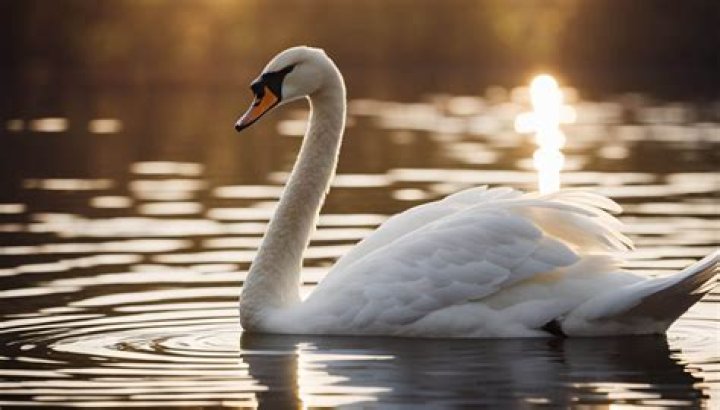Swan Spirit Animal