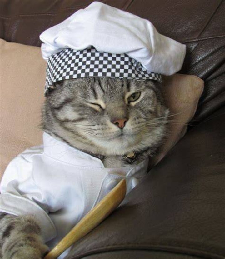 Ten Foodie Loving Cats Who Dream of Professional Chefs