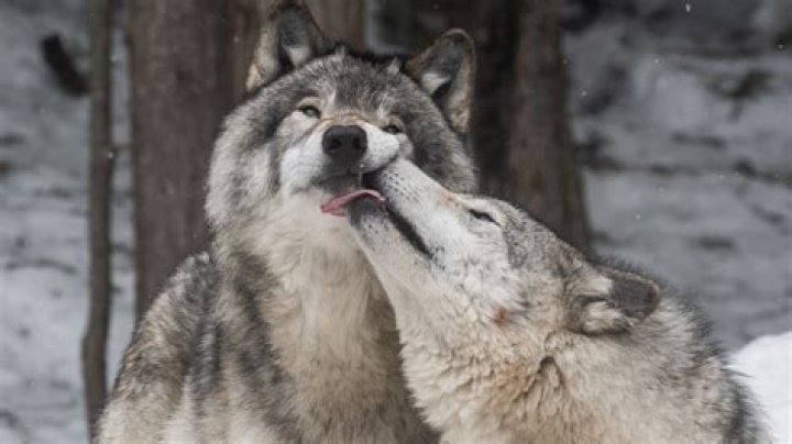 The Dog Breed That Is Closest To A Wolf