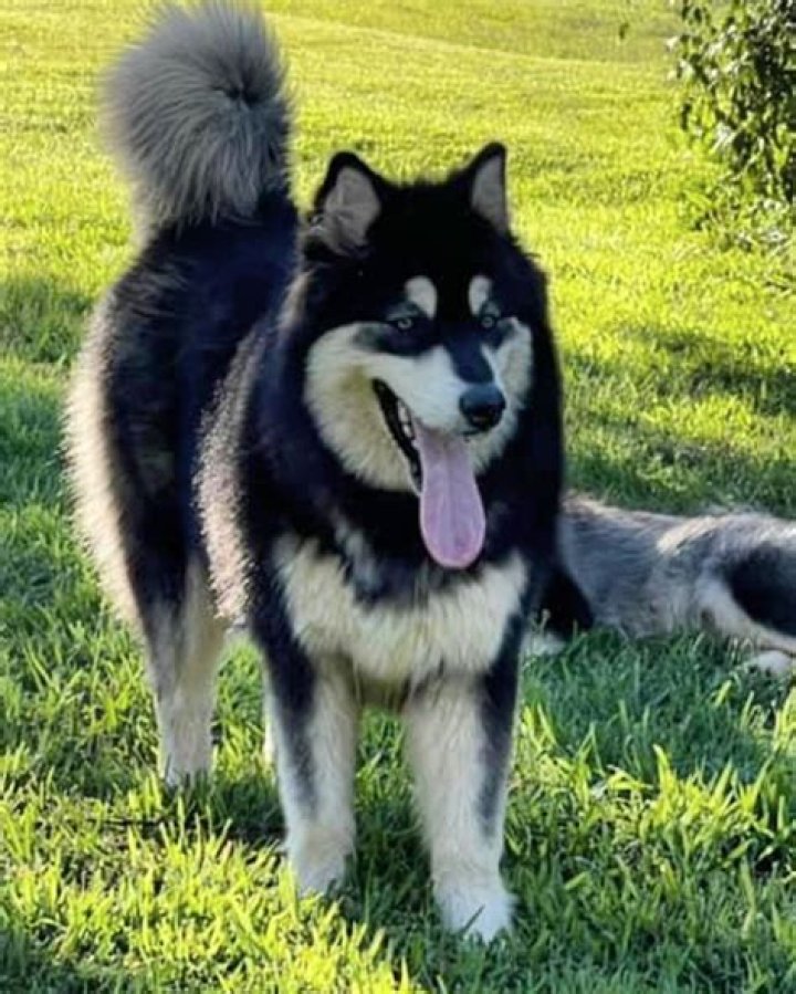 The Giant Alaskan Malamute is large breed of domestic dog described as