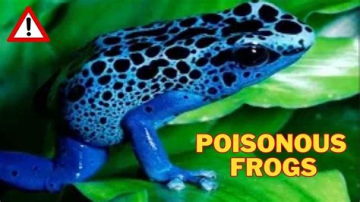 The Most Dangerous Frog In The World |
